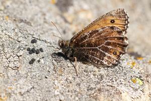 Gletsjervlinder - Oeneis glacialis