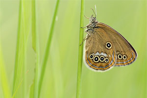 Goudooghooibeestje - Coenonympha oedippus