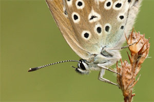 Groot tragantblauwtje - Polyommatus escheri
