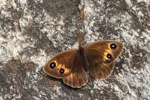 Grote saterzandoog - Satyrus ferula
