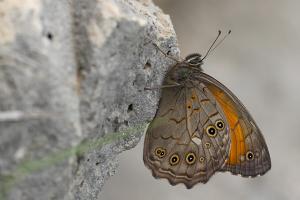 Grote schaduwzandoog - Kirinia roxelana