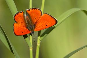 Grote vuurvlinder - Lycaena dispar