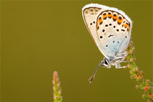 Heideblauwtje - Plebejus argus