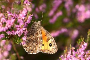 Heivlinder - Hipparchia semele