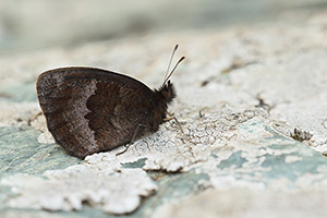 Herfsterebia - Erebia neoridas