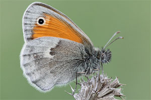 Hooibeestje - Coenonympha pamphilus