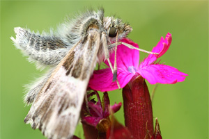Kaasjeskruiddikkopje - Carcharodus alceaea