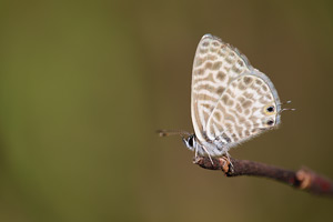Klein tijgerblauwtje - Leptotes pirithous