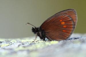 Kleine bergerebia - Erebia melampus