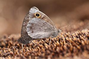 Kleine heivlinder - Hipparchia statilinus