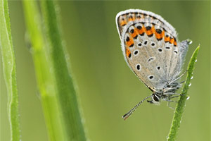 Kroonkruidblauwtje - Plebejus argyrognomon