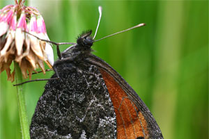 Marmererebia - Erebia montana