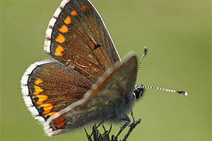 Moors bruin blauwtje - Aricia cramera