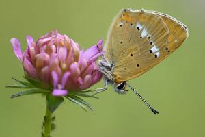 Morgenrood - Lycaena virgaureae