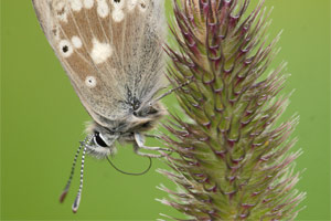 Noordelijk mansschildblauwtje - Agriades glandon