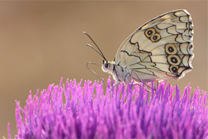 Oostelijk dambordje - Melanargia larissa