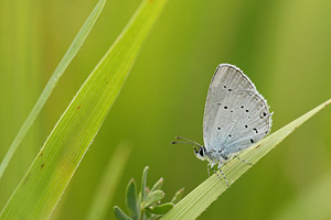 Oostelijk staartblauwtje - Cupido decolorata