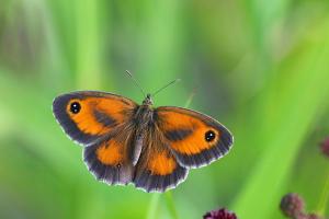 Oranje zandoogje - Pyronia tithonus