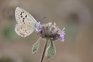 Parelmoerblauwtje - Polyommatus nivescens