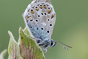 Provencaals bleek blauwtje - Polyommatus hispana