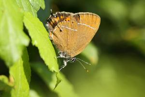 Pruimepage - Satyrium pruni
