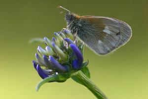Roodstreephooibeestje - Coenonympha glycerion