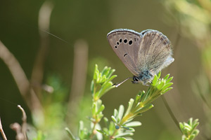 Spaans bloemenblauwtje - Glaucopsyche melanops