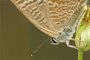 Tijgerblauwtje - Lampides boeticus