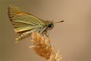 Turks geelsprietdikkopje - Thymelicus hyrax