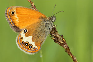 Tweekleurig hooibeestje - Coenonympha arcania