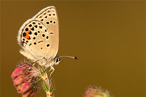 Veenbesblauwtje - Plebejus optilete
