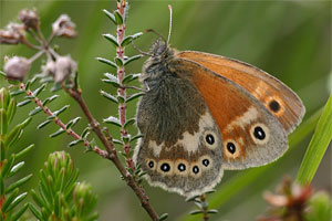 Veenhooibeestje - Coenonympha tullia