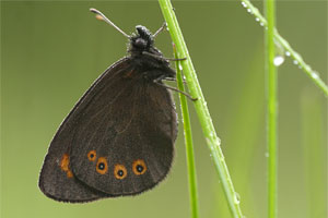 Voorjaarserebia - Erebia medusa