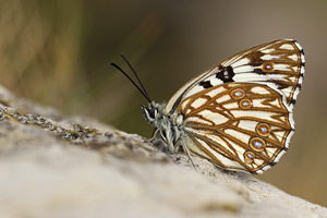 Westelijk dambordje - Melanargia occitanica