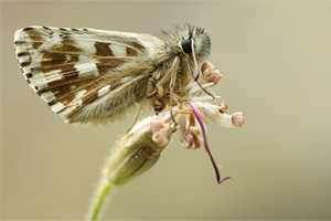 Westelijk spikkeldikkopje - Pyrgus carlinae