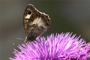 Witbandheremiet - Pseudochazara anthelea