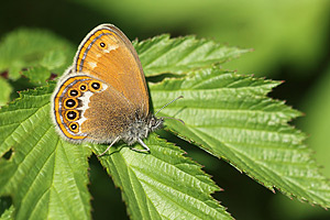 Zilverstreephooibeestje - Coenonympha hero