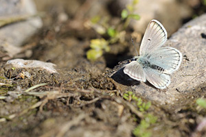 Zuidelijk mansschildblauwtje - Agriades pyrenaicus