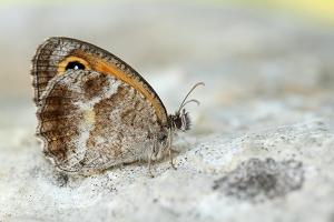 Zuidelijk oranje zandoogje - Pyronia cecilia