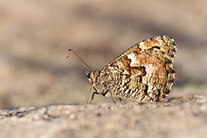 Zuidelijke heivlinder - Hipparchia aristaeus