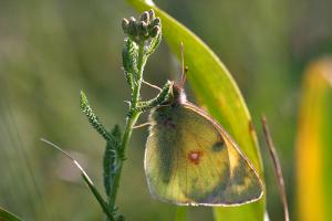 Zuidelijke luzernevlinder - Colias alfacariensis