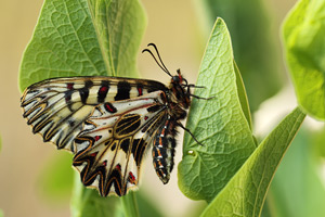 Zuidelijke pijpbloemvlinder - Zerynthia polyxena