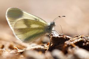 Zwartsprietboswitje - Leptidea duponcheli