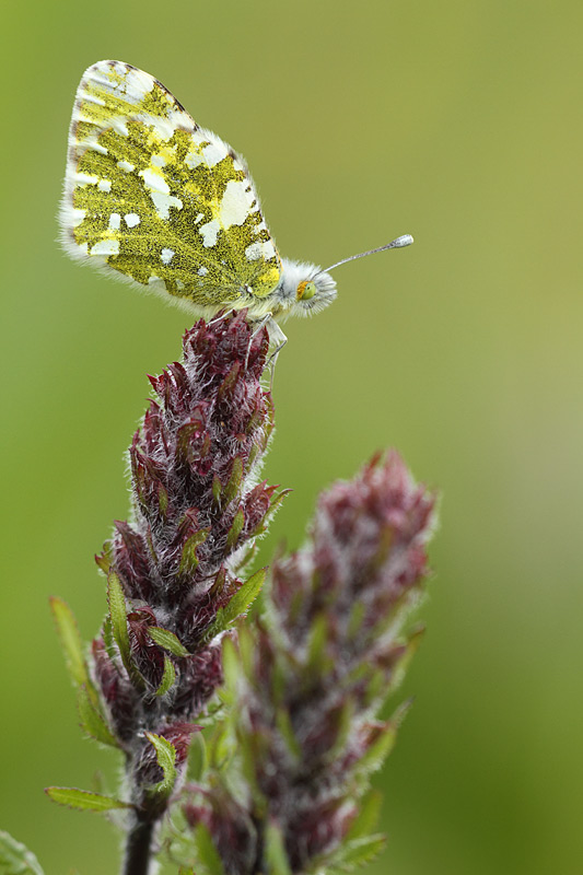 Bergmarmerwitje - Euchloe simplonia