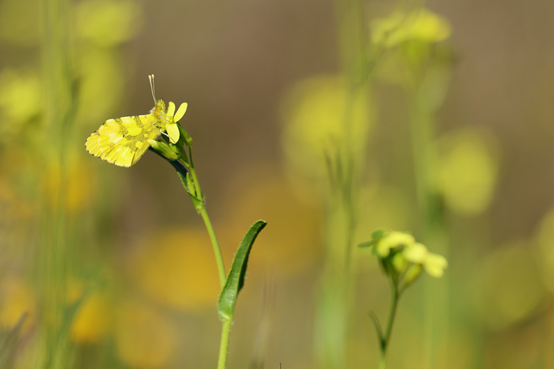 Geel oranjetipje - Anthocharis euphenoides