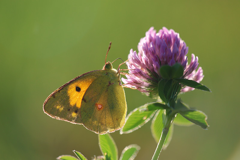 Gele luzernevlinder - Colias hyale
