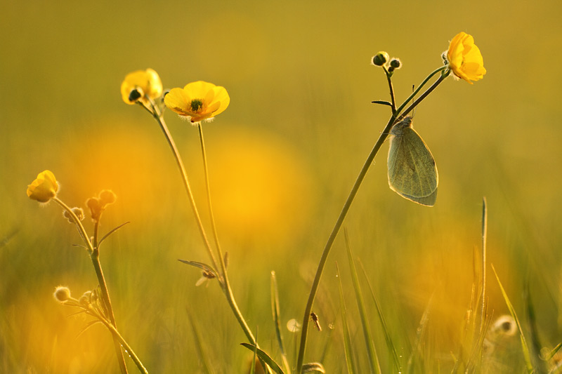 Groot koolwitje - Pieris brassicae