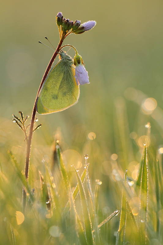 Klein koolwitje – Pieris rapae