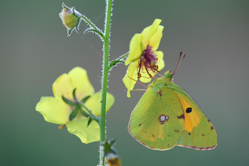 Oranje luzernevlinder - Colias croceus