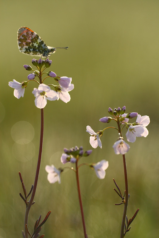 Oranjetipje - Anthocharis cardamines